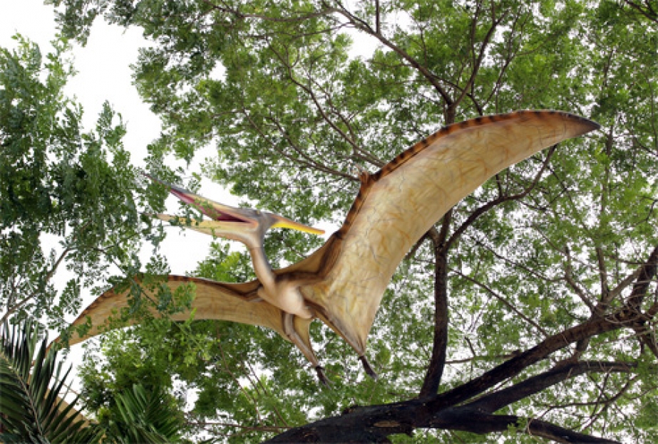 pteranodon not a dinosaur