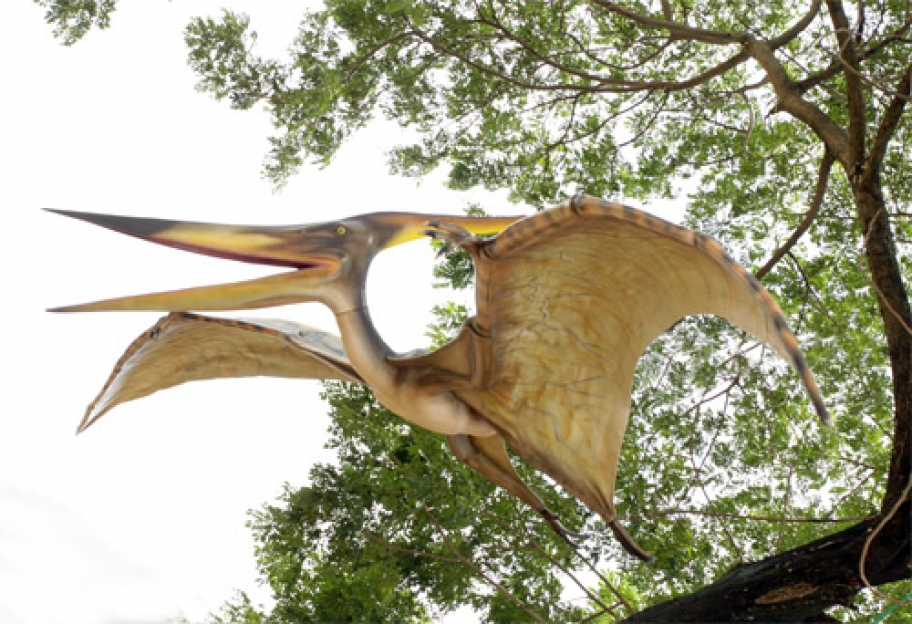 pteranodon is not a dinosaur