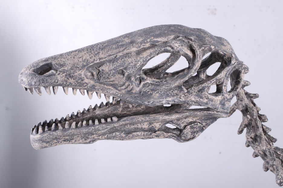 140026 Deinonychus Skeleton ( 140026 ) | Dinosaur Resin Replica | Dinosaurs