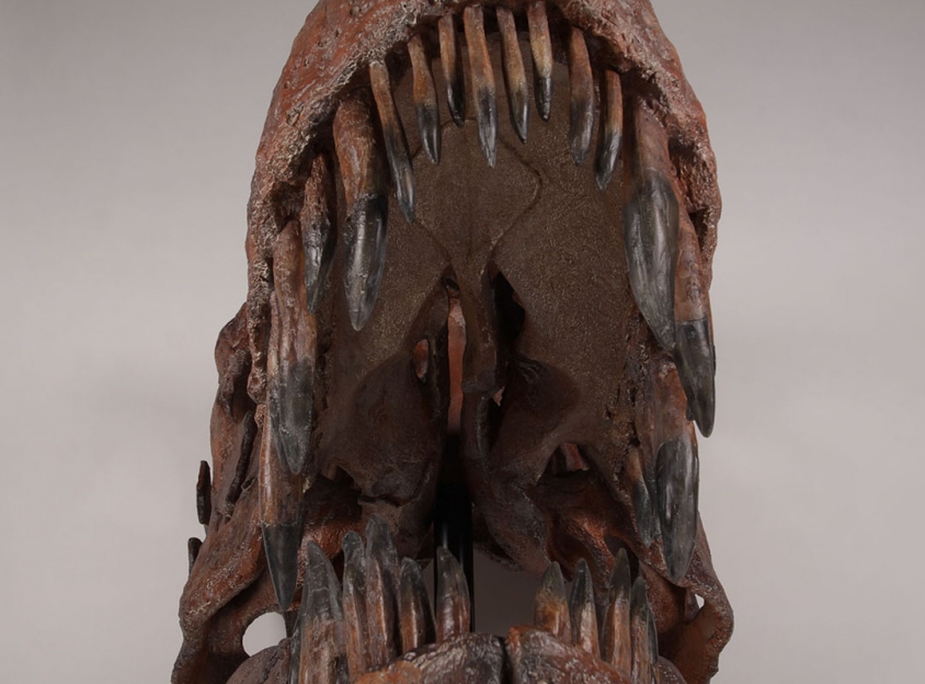 180150 Giant Tyrannosaurus Rex Skull Fossil ( 180150 ) | Dinosaur Resin Replica | Dinosaurs